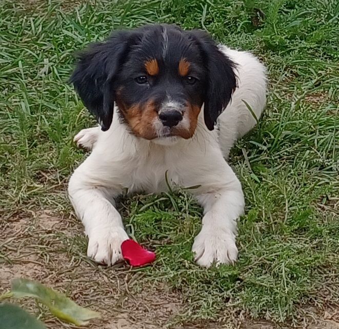 chiot Epagneul Breton De La Balisotiere