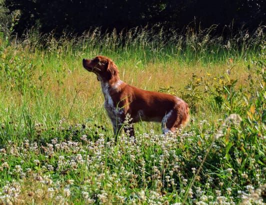 TR. CH. U 2 de la plume picarde