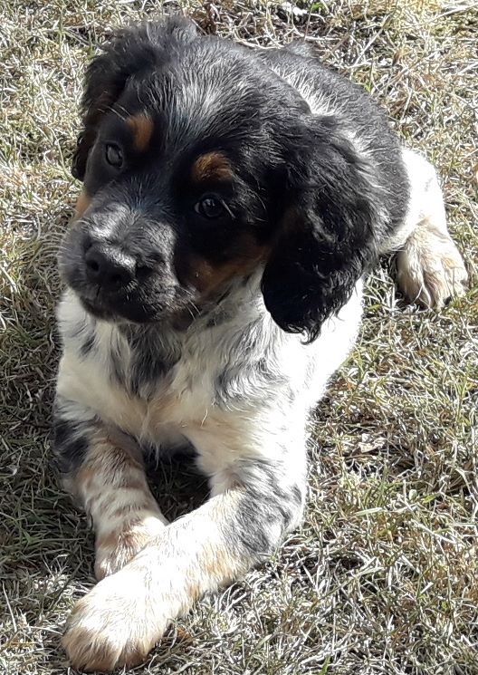 CHIOT