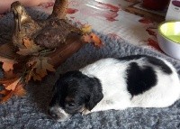 OLIVER