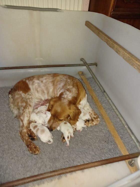 Chiot Epagneul Breton De La Balisotiere